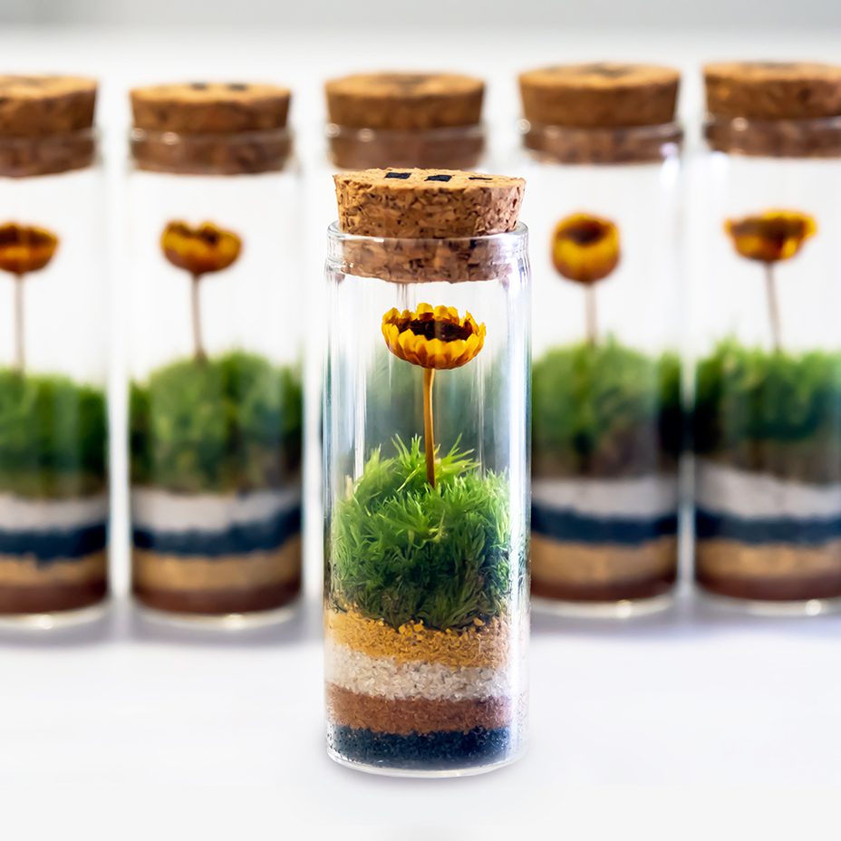 girasoles_en_miniatura-1x1